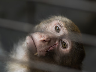 crab-eating macaque scar face