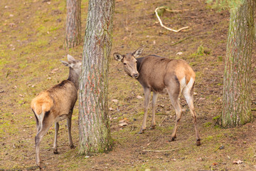 Herd of deer in the wild