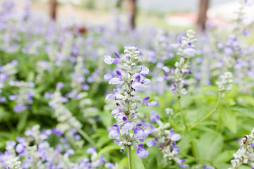 Obraz premium Closeup image of violet lavender flowers