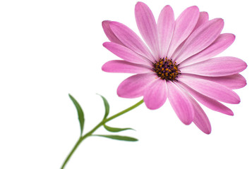 White and Pink Osteospermum Daisy or Cape Daisy Flower Flower