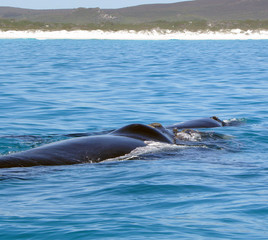 Fototapeta premium Southern Right Whale