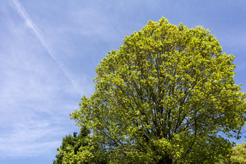 Obraz premium コナラの新緑と青空