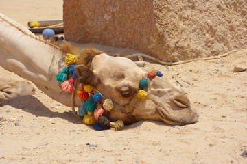 Portrait of a tired dromedary camel sleeping lying on the ground