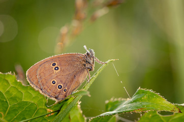 Butterfly sit on branch. Russian nature