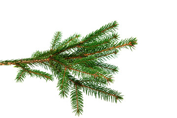 Obraz premium spruce branch