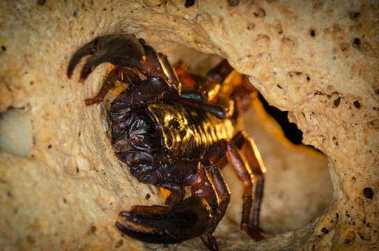 Scorpion siting into shelter. Russian nature