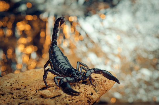 Scorpion in a fighting stance. Russian nature