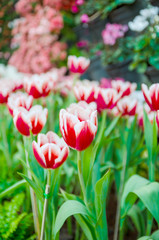 beautiful pink tulip flower background