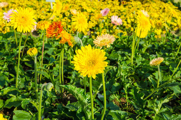 Beautiful yellow gerbera in the garden