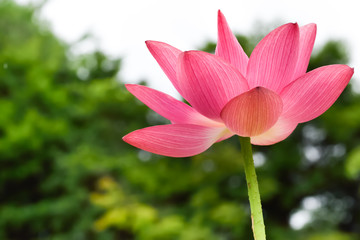 Lotus flower
