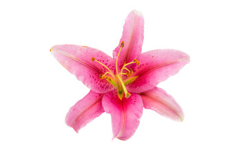 Fototapeta na wymiar pink lily flower