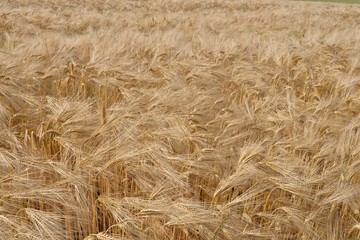 Fototapeta na wymiar champ de blé