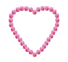 Pink tulips isolated on white background