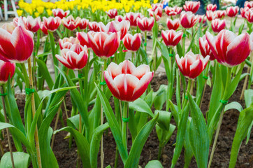 beautiful red tulips flower background