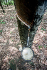 Tapping sap from the rubber tree