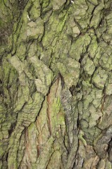tree bark texture