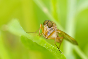 Fly sit on leaf. Russian nature
