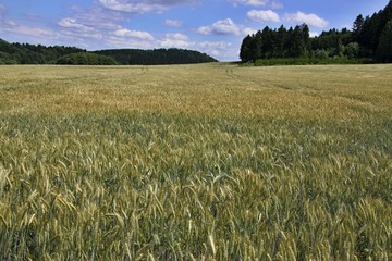the field with grain
