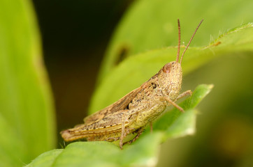 Grasshopper sit on green leaf. Side view. Russian nature