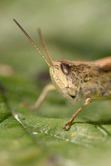 Portrait of grasshopper on green leaf . Russian nature