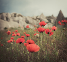 Fototapeta na wymiar Field of bright red poppy flowers in summer
