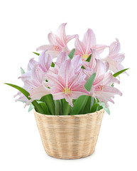Hippeastrum in Bamboo pot on white background