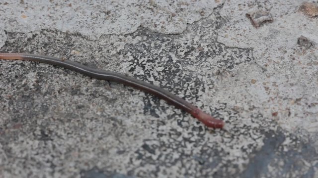 Earthworms on concrete background