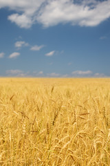 blue sky and yellow field landscape