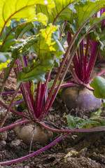 Rote Rüben im Garten