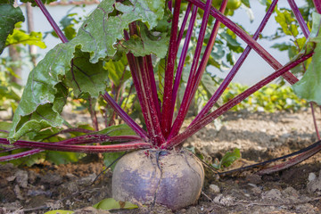 Rote R&uuml;be im Garten