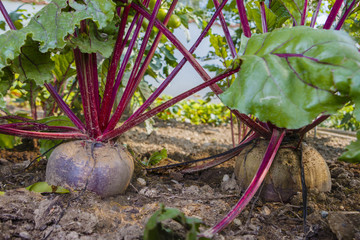 Rote R&uuml;ben im Garten