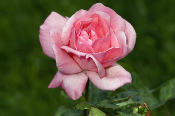 Pale pink rose