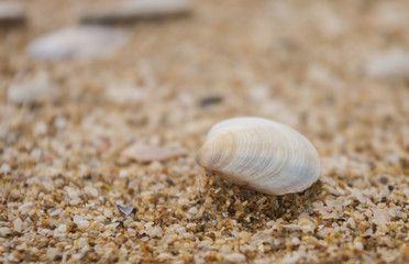 Shell on the beach close up