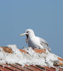 Close up Seagull with colorful bright yellow mouth and eyes
