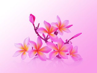 Pink  frangipani flower isolated white background