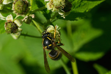 insect wasp