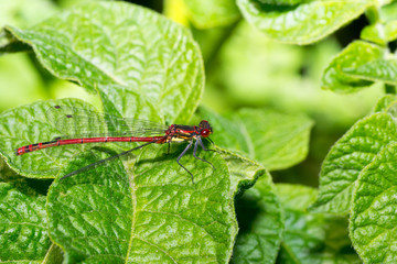 dragonfly