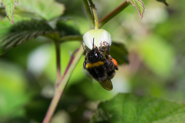 bumblebee