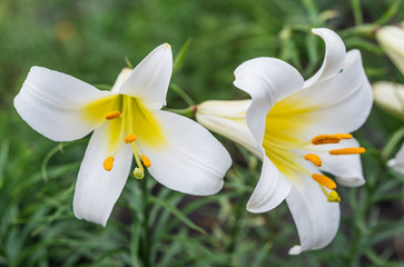 Obraz premium White tubular lilies