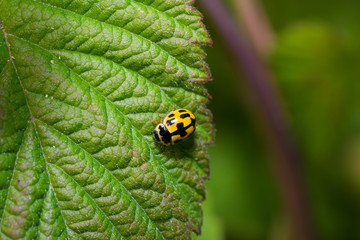 beetle