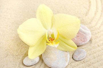 Orchid and sea stones on sandy beach