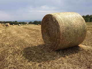 fieno