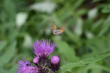 insetto insetti volatile colibri nettare polline