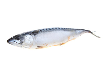 Raw mackerel