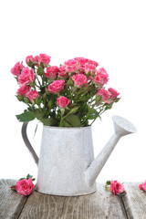 Bouquet of pink roses