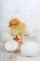 Yellow chicken and eggs