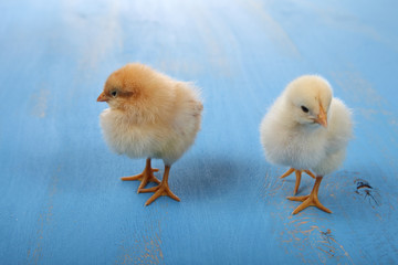 Yellow chickens