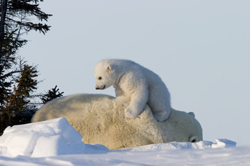 Obraz premium Eisbaerin mit Jungen