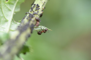 formiche formica insetto formica rossa 