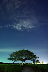 Fototapeta na wymiar Night sky with the Milky Way over the forest and trees,Thailand 